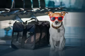 The best airline dog carrier