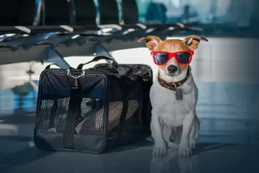 The best airline dog carrier