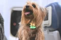European airlines that allow dogs in cabin