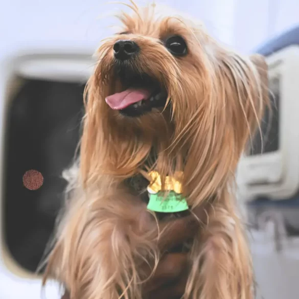 European airlines that allow dogs in cabin