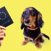 All about the EU pet passport