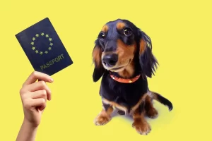 All about the EU pet passport