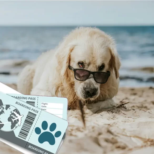 All about flight ticket for dogs