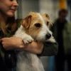 Fly with dog: Complete guide