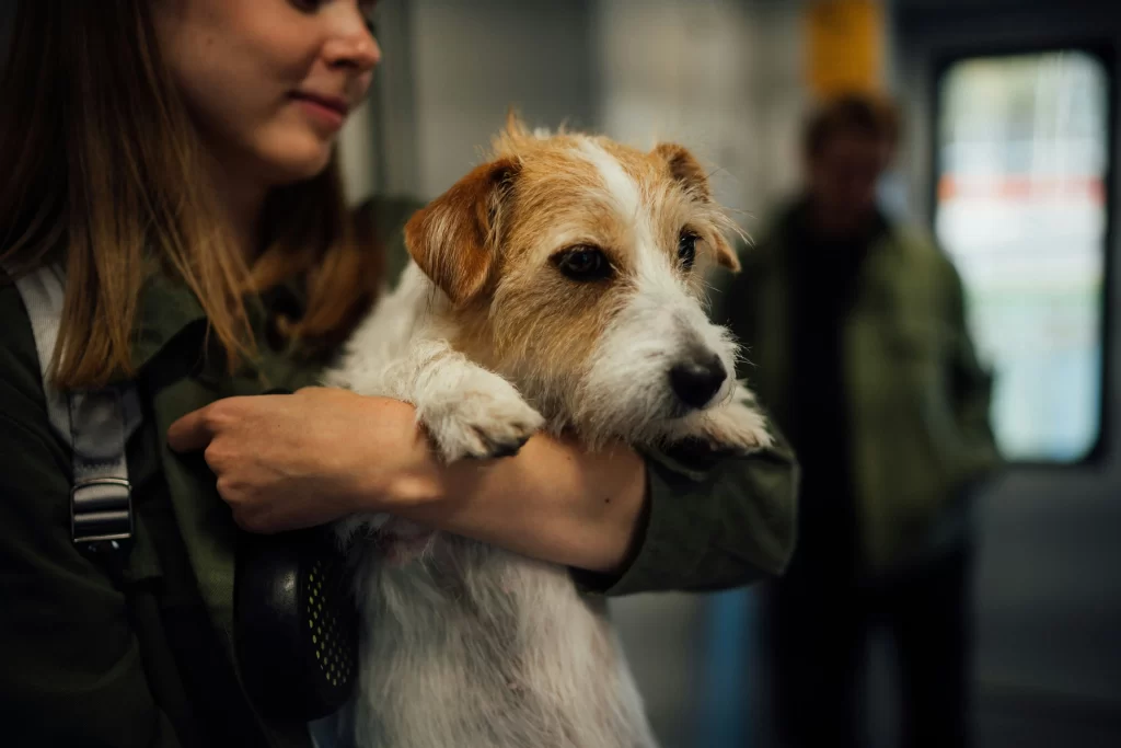Fly with dog: Complete guide