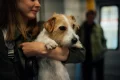Fly with dog: Complete guide