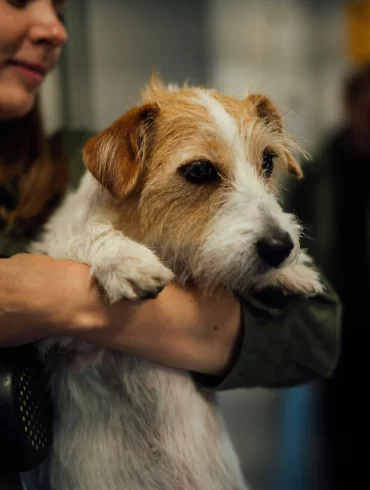 Fly with dog: Complete guide