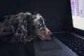 Guide: How to book a flight for your dog