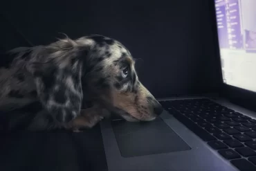 Guide: How to book a flight for your dog
