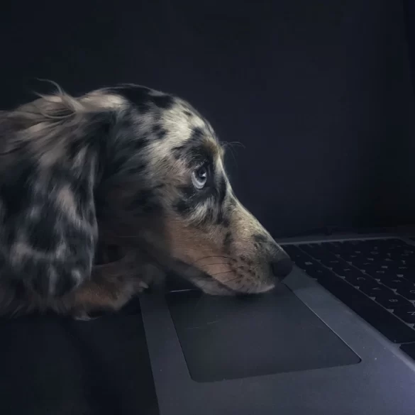 Guide: How to book a flight for your dog