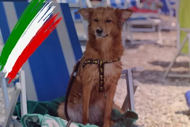 Large dogs cabin travel Italy - News 2025