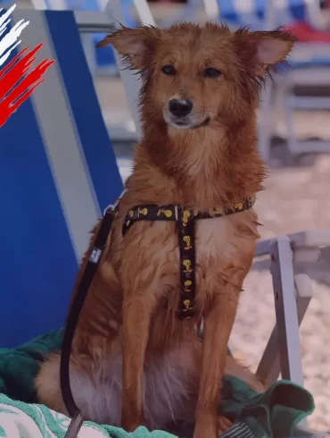 Large dogs cabin travel Italy - News 2025