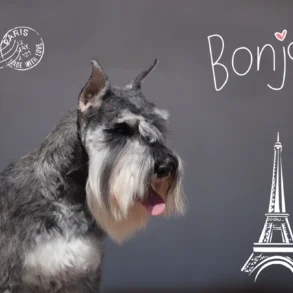 Traveling from Texas to Paris with a dog