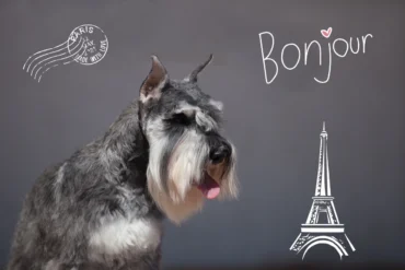 Traveling from Texas to Paris with a dog