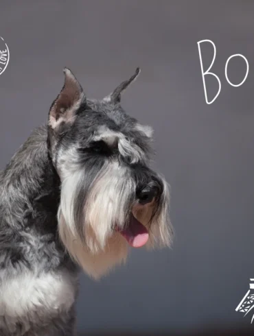 Traveling from Texas to Paris with a dog