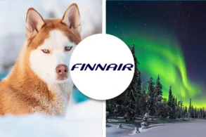 Finnair pet policy