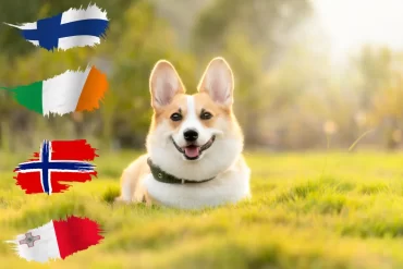 Tapeworm treatment for dogs travel - Full Guide