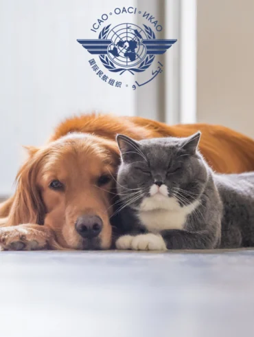 ICAO pet safety news September 2025