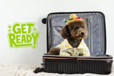 How to prepare for the first flight with dog