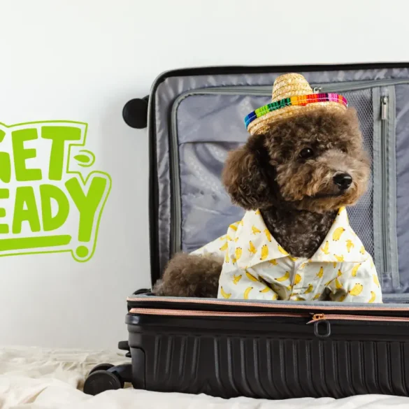 How to prepare for the first flight with dog