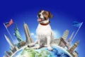 Pet travel USA