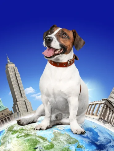 Pet travel USA
