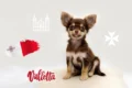 Traveling with a dog from Helsinki to Malta
