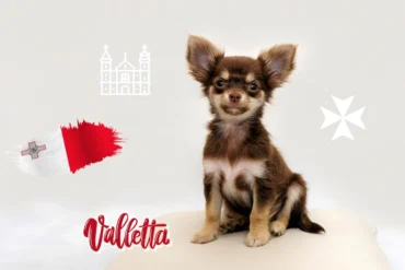 Traveling with a dog from Helsinki to Malta