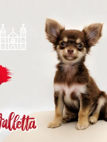 Traveling with a dog from Helsinki to Malta