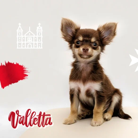 Traveling with a dog from Helsinki to Malta