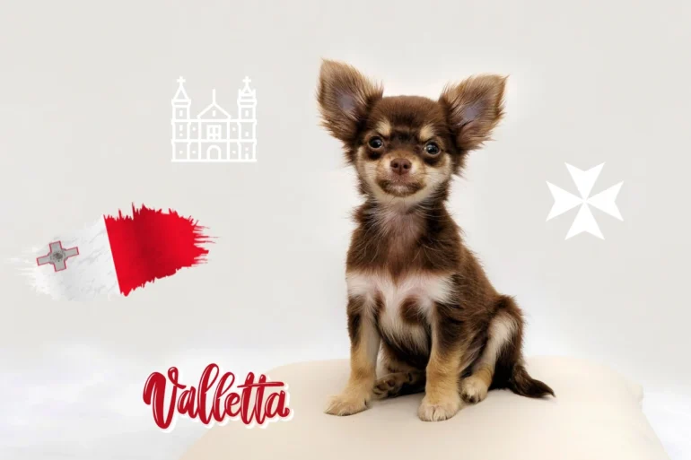 Traveling with a dog from Helsinki to Malta