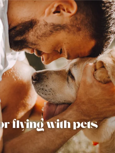 10 tips for flying with dog