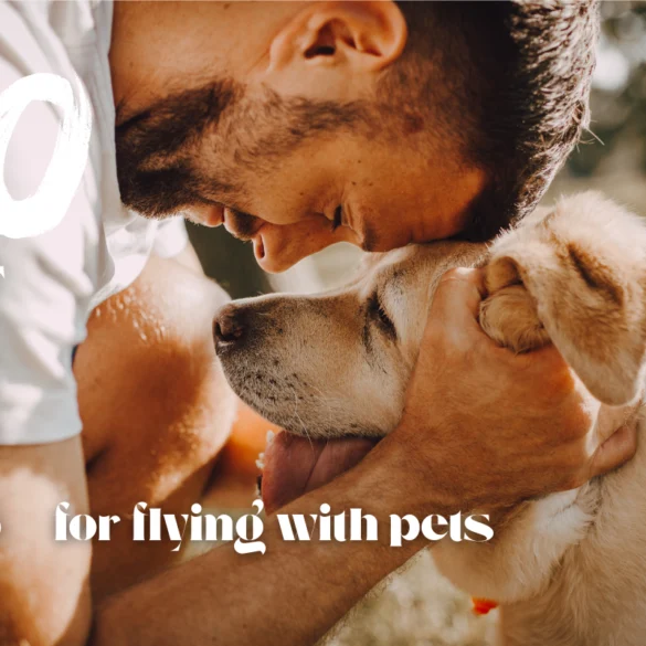 10 tips for flying with dog