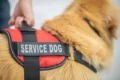 All about DOT form for service animals