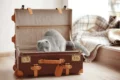 Flying with cats