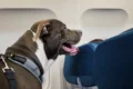IATA pet travel initiative news