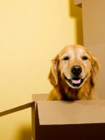 Moving to Europe with pet