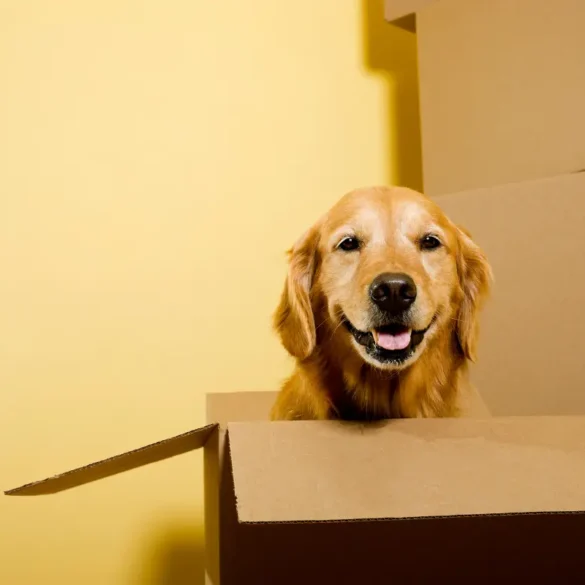 Moving to Europe with pet