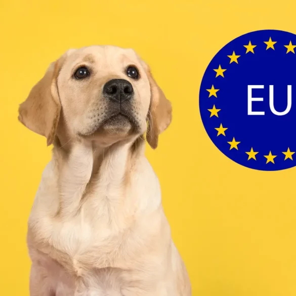 Pets in cargo classified as baggage - Travel News