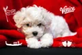 Share your story: Paris to Venice wih bichon puppy