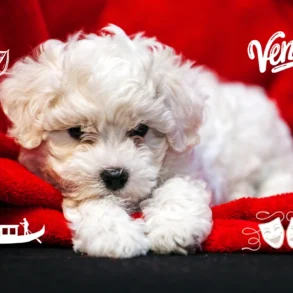 Share your story: Paris to Venice wih bichon puppy