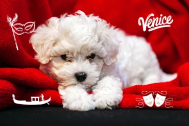 Share your story: Paris to Venice wih bichon puppy
