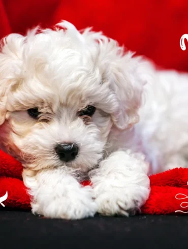 Share your story: Paris to Venice wih bichon puppy