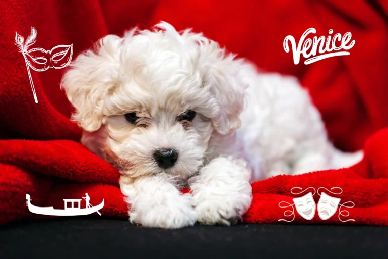 Share your story: Paris to Venice wih bichon puppy