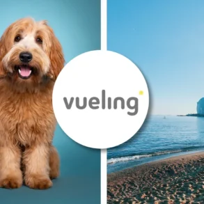 Vueling pet policy