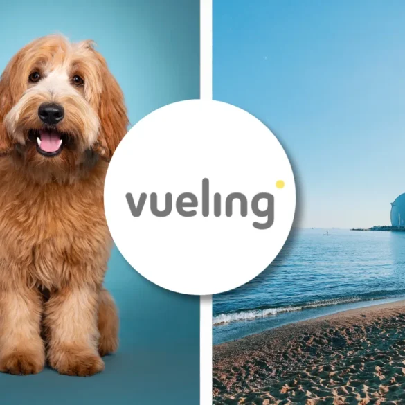 Vueling pet policy