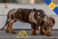 Your story: flying with a mini dachshund