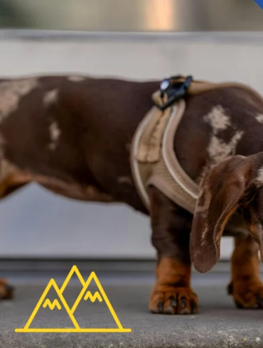 Your story: flying with a mini dachshund