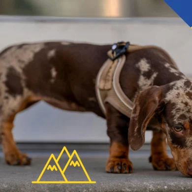 Your story: flying with a mini dachshund