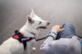 Flying with assistance dog